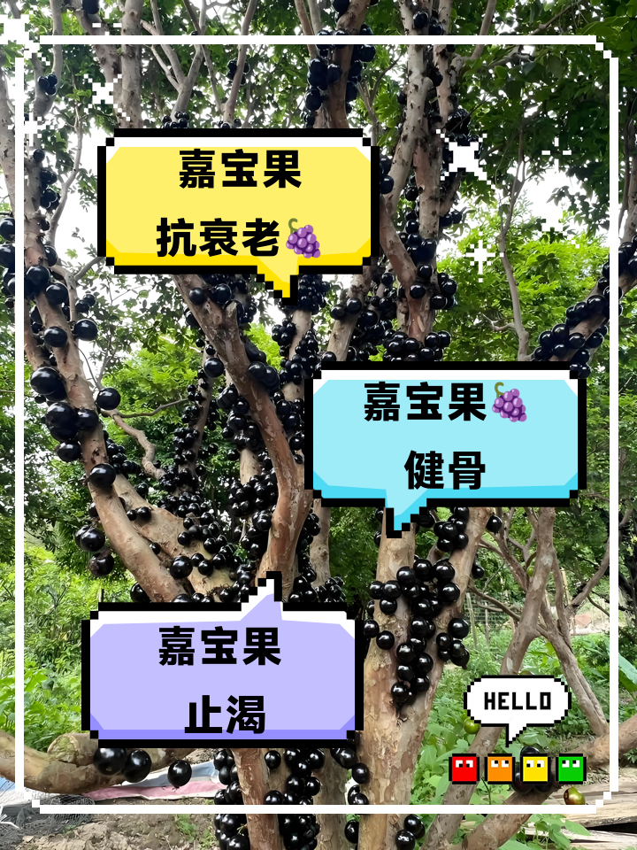 嘉宝果的营养价值及功效