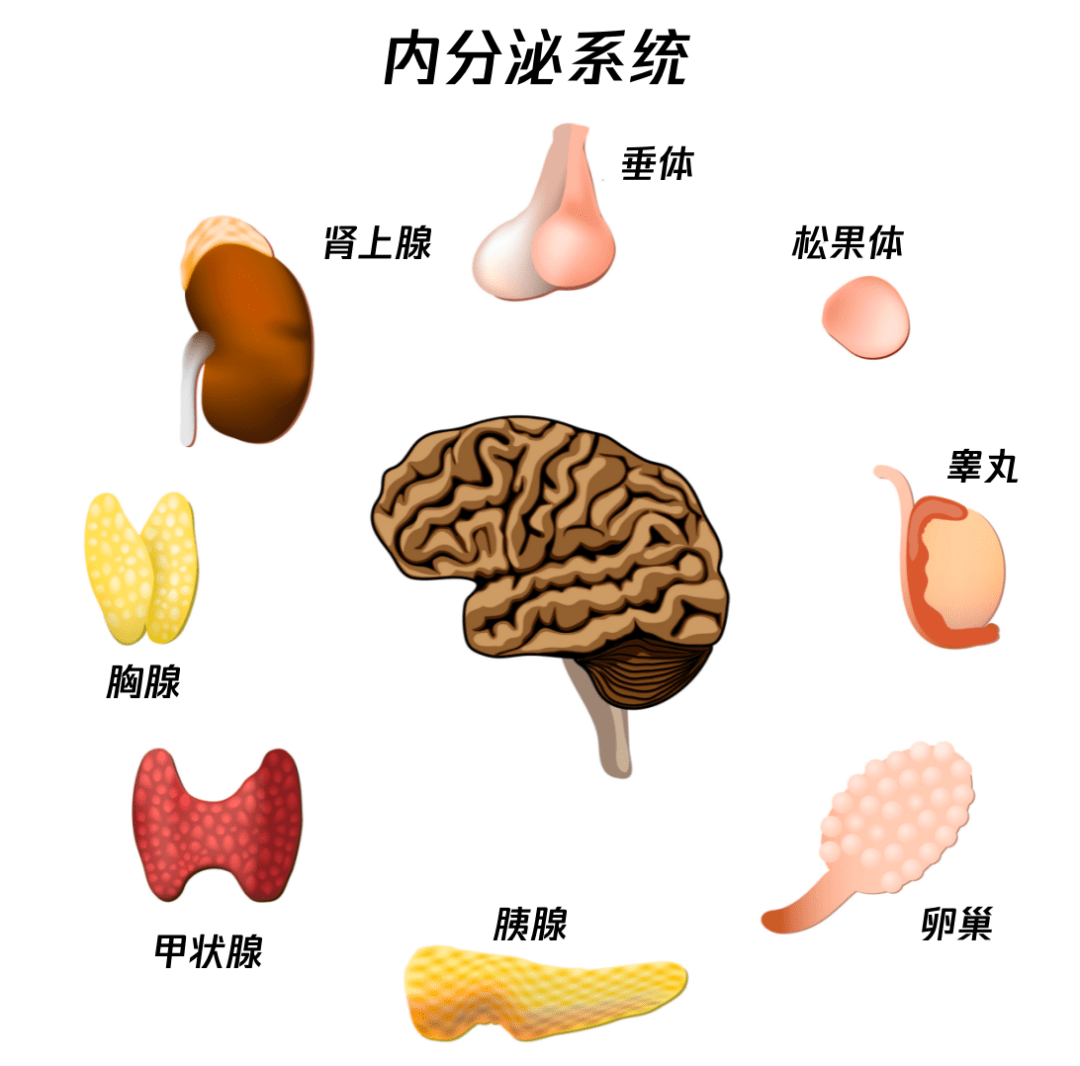 男性内分泌失调吃什么药??????