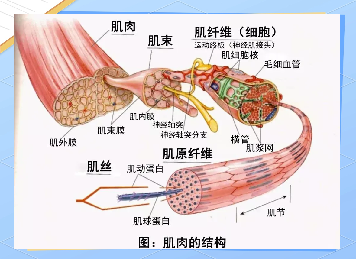 肌原纤维的组成?