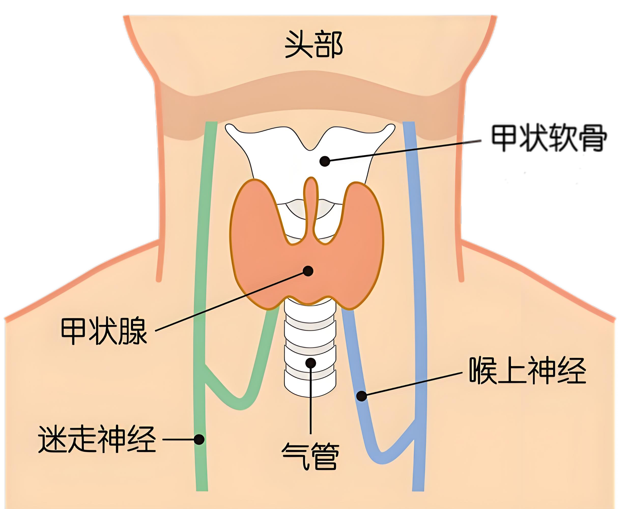 甲状腺的主要功能