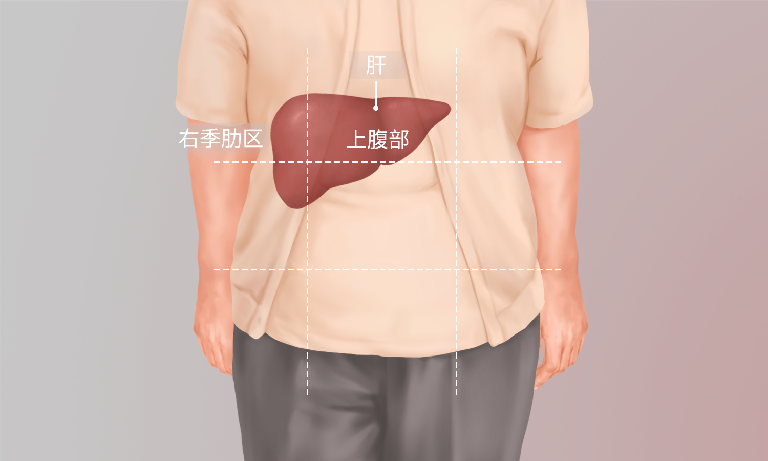 人体的肝脏