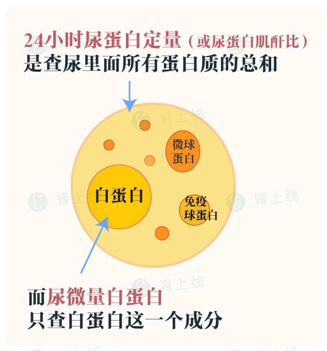 尿微量白蛋白高是什么原因引起的