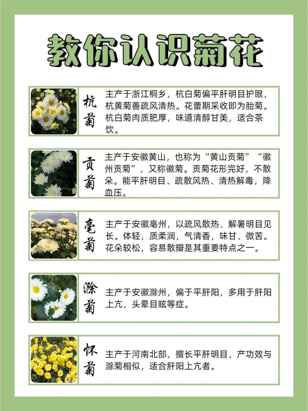菊花的功效与作用