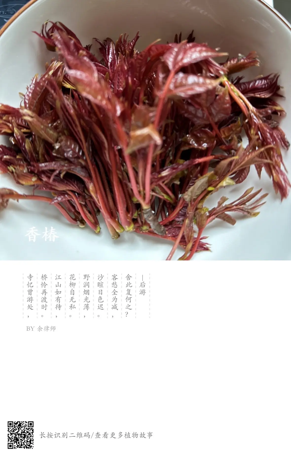 香椿花的作用是什么？
