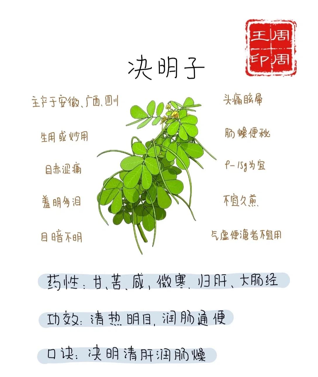 决明子的作用与功效?