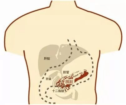 胰腺在人体的什么部位