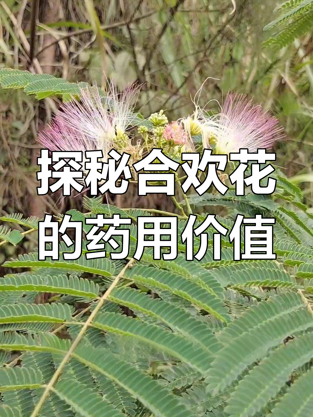合欢花的功效与作用