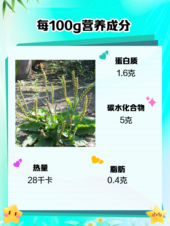 车前草的功效