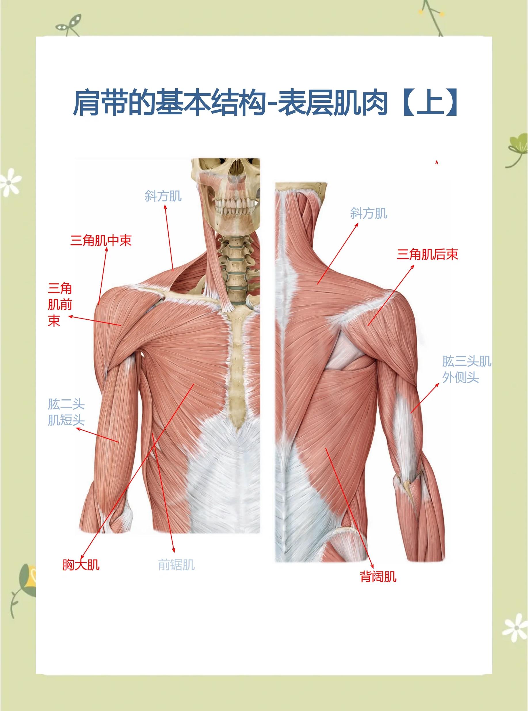 什么是胸大肌