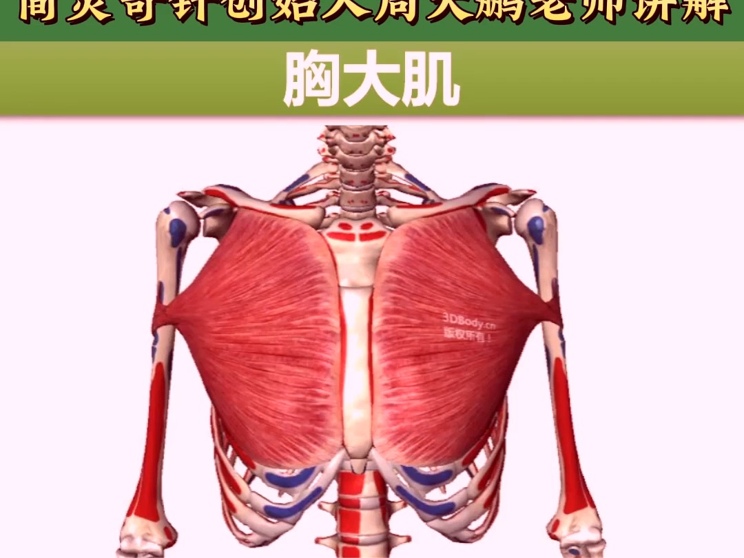 什么是胸大肌
