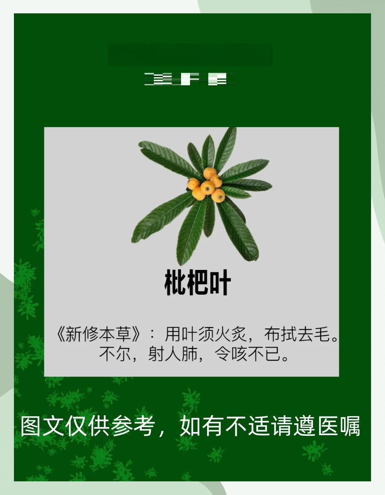 枇杷叶的功效与作用