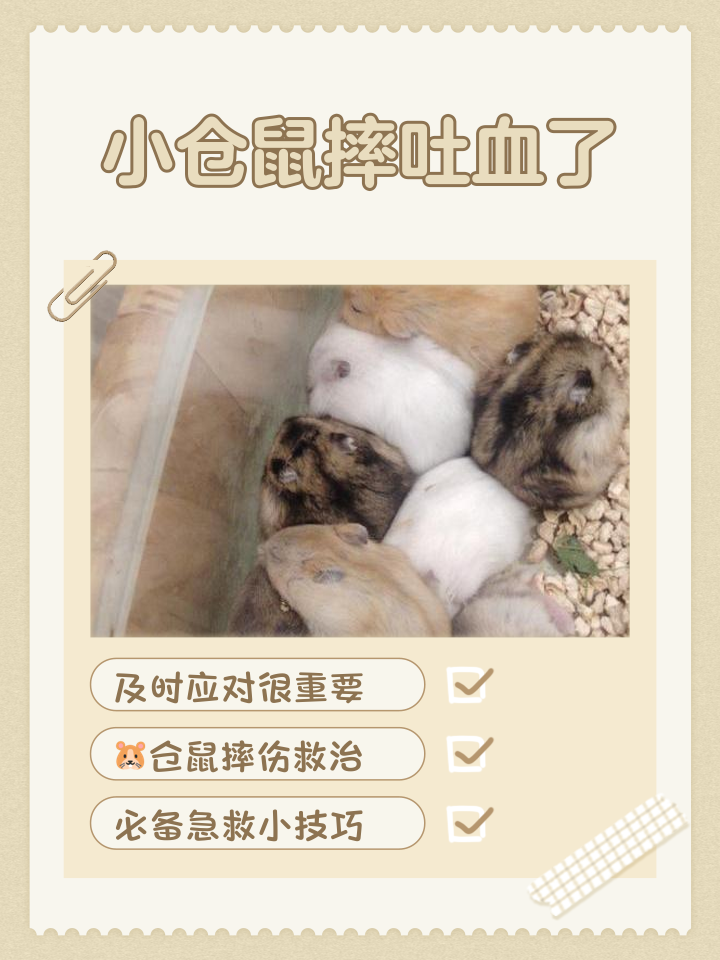 被仓鼠咬出血怎么办