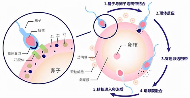 人工受精过程是什么样?
