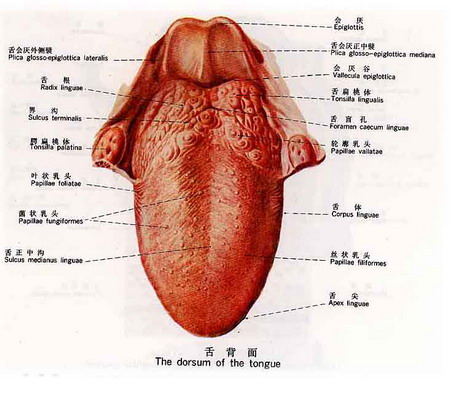 舌根部长疙瘩是正常的吗