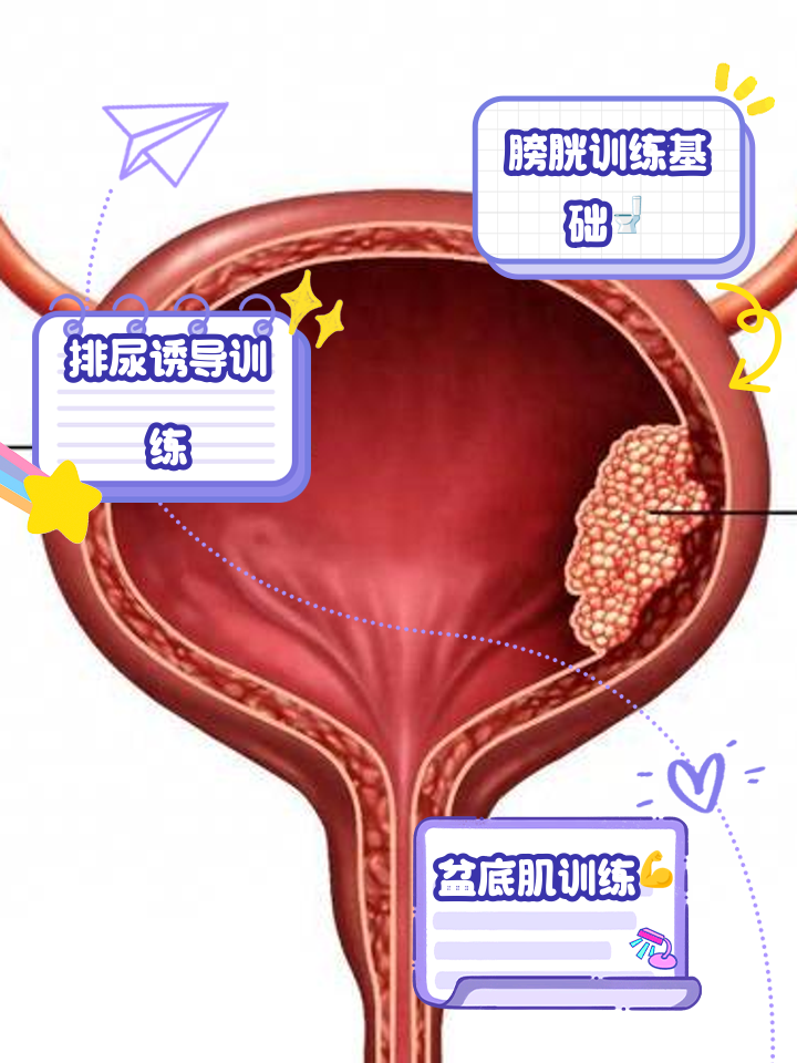 膀胱的位置与作用
