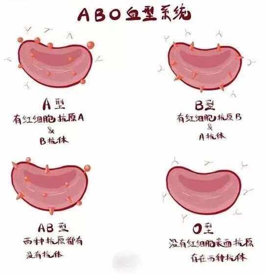 B型RH阴性血