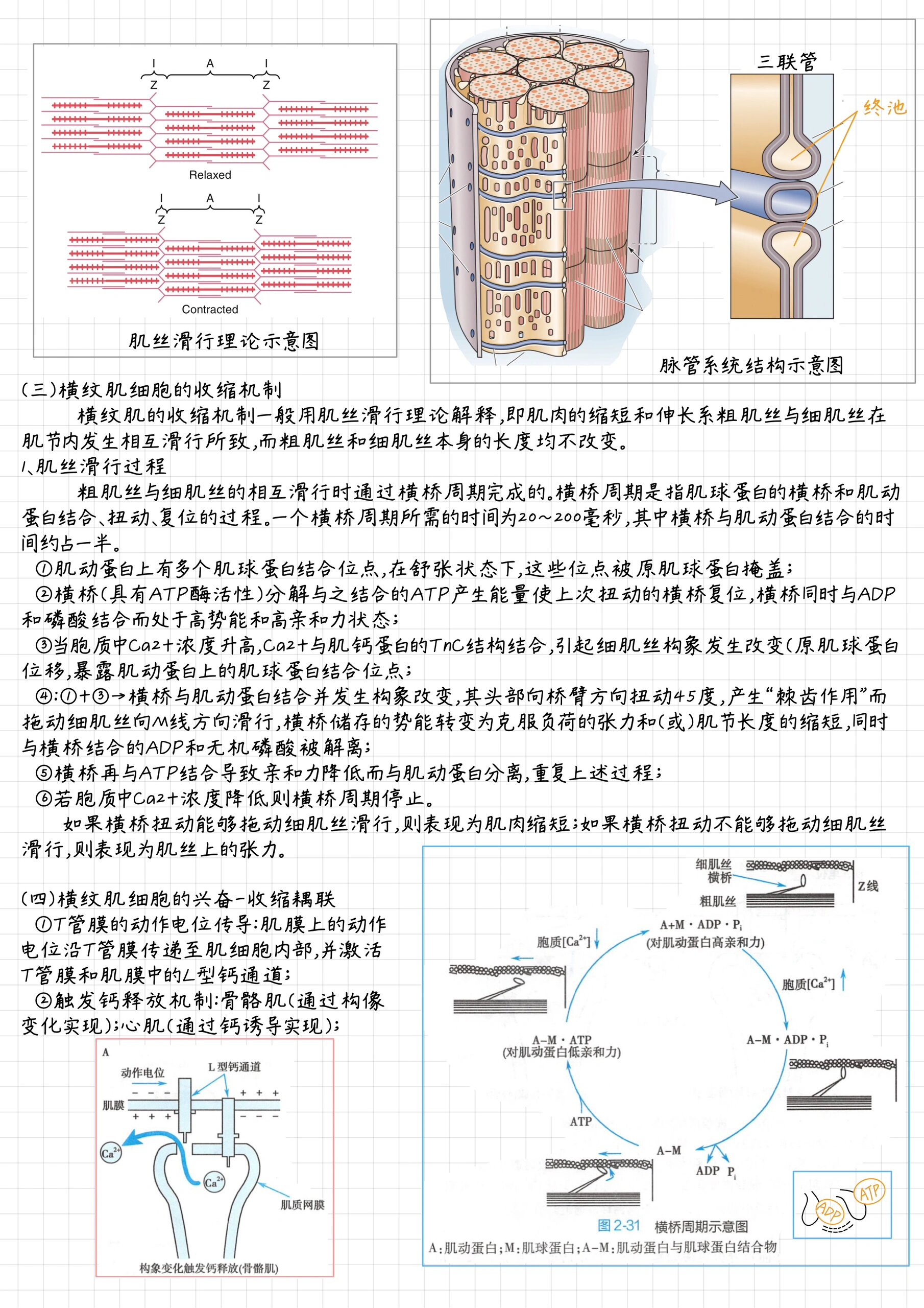 肌肉组织中横小管和肌浆网的特点功能?