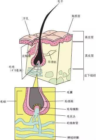 请问七日生发素有效果吗