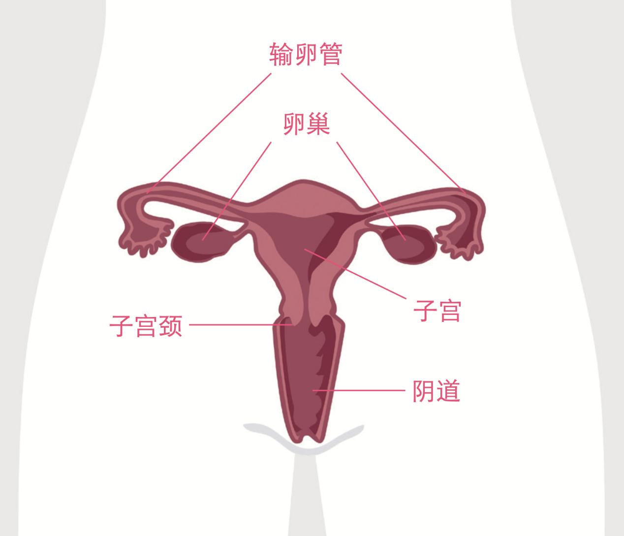 什么是卵巢在哪个位置