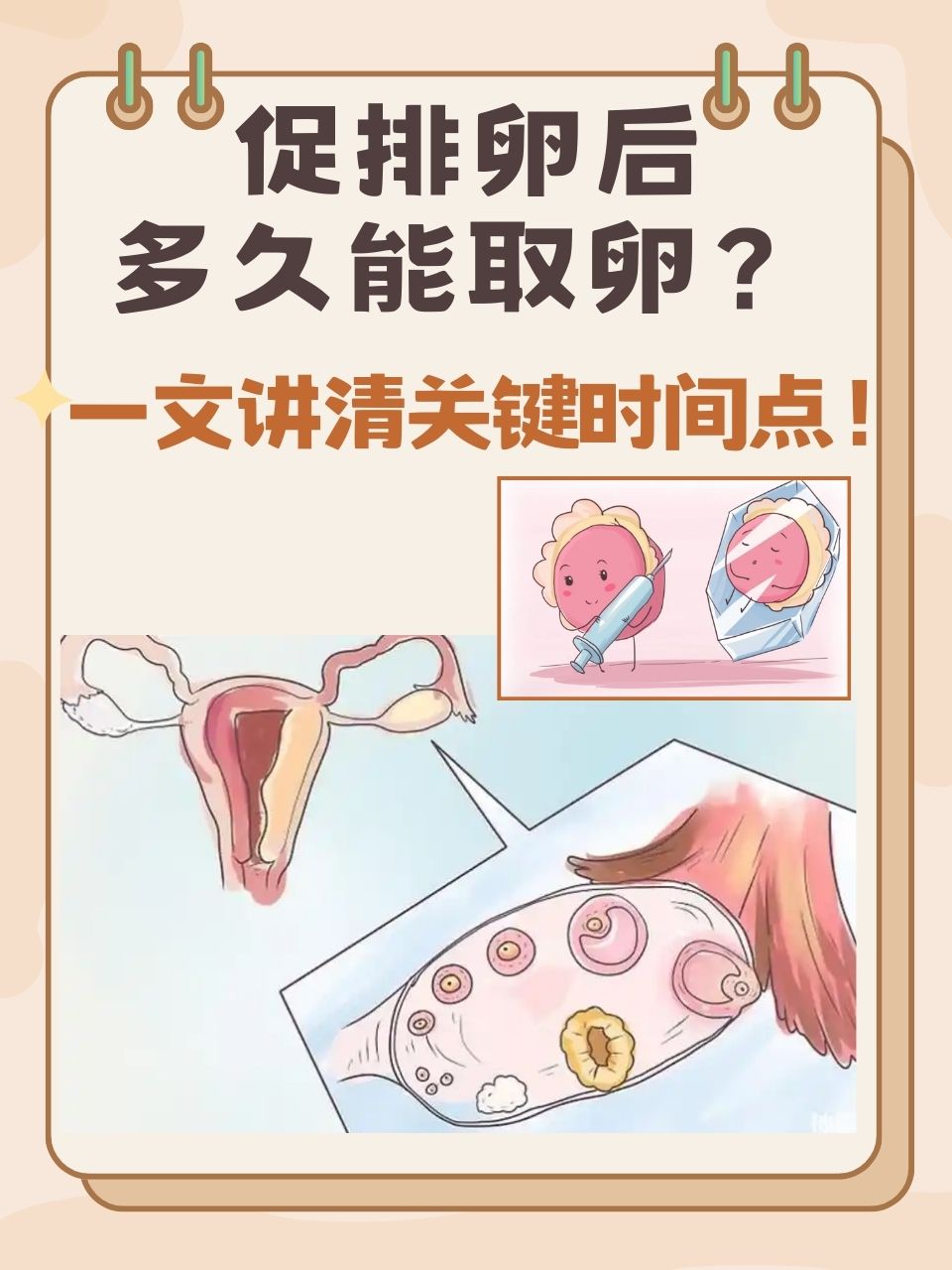 排卵期后卵子能活多久?