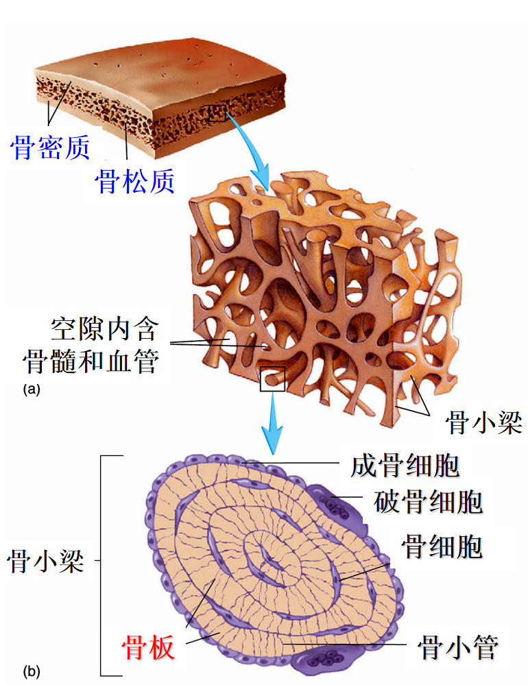 骨细胞的来源?