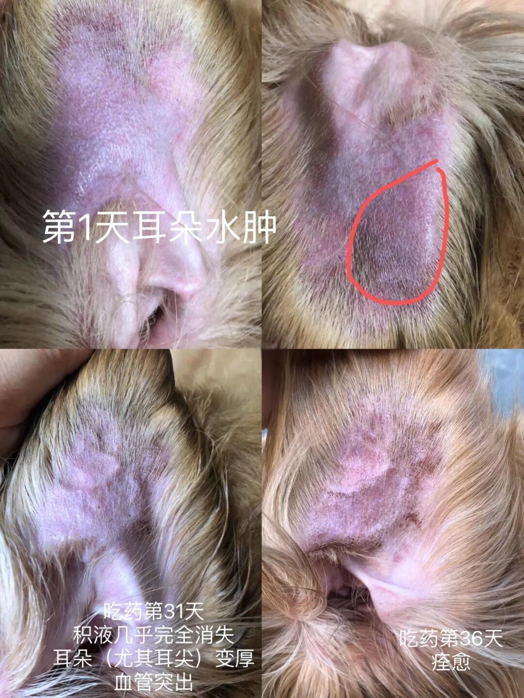 耳朵出血是怎么回事?