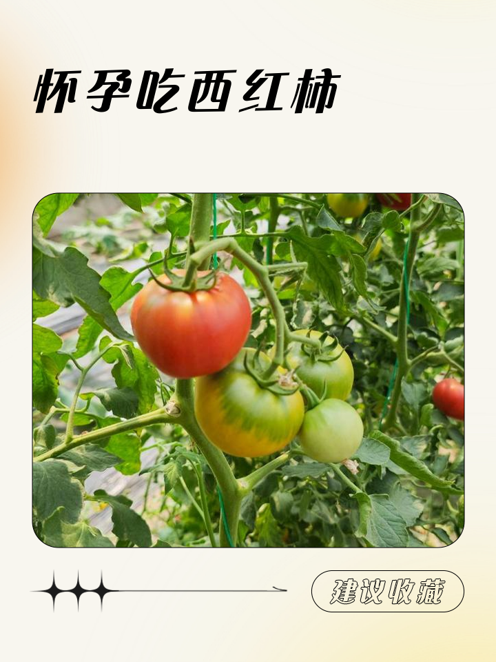 怀孕初期能吃生番茄吗?