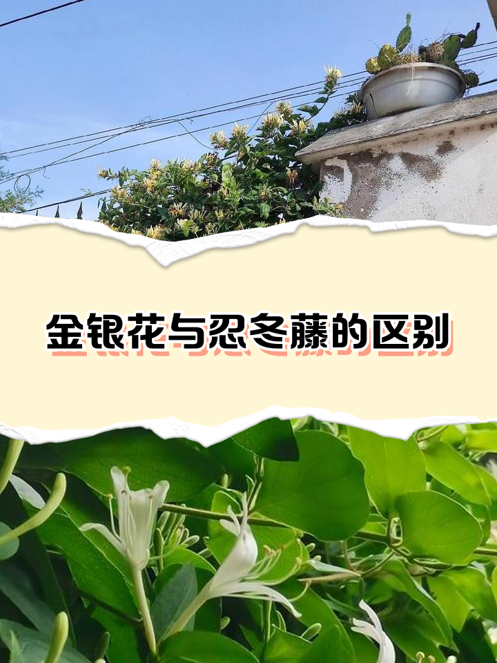 忍冬藤的作用和功效是什么呢?