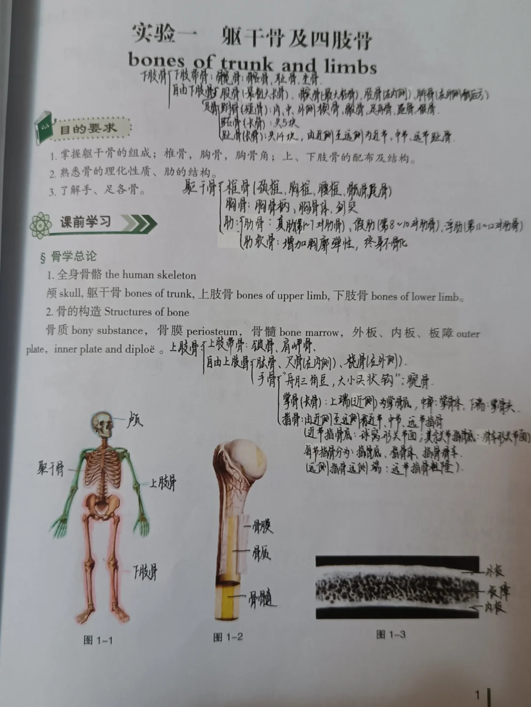 骨细胞的功能?