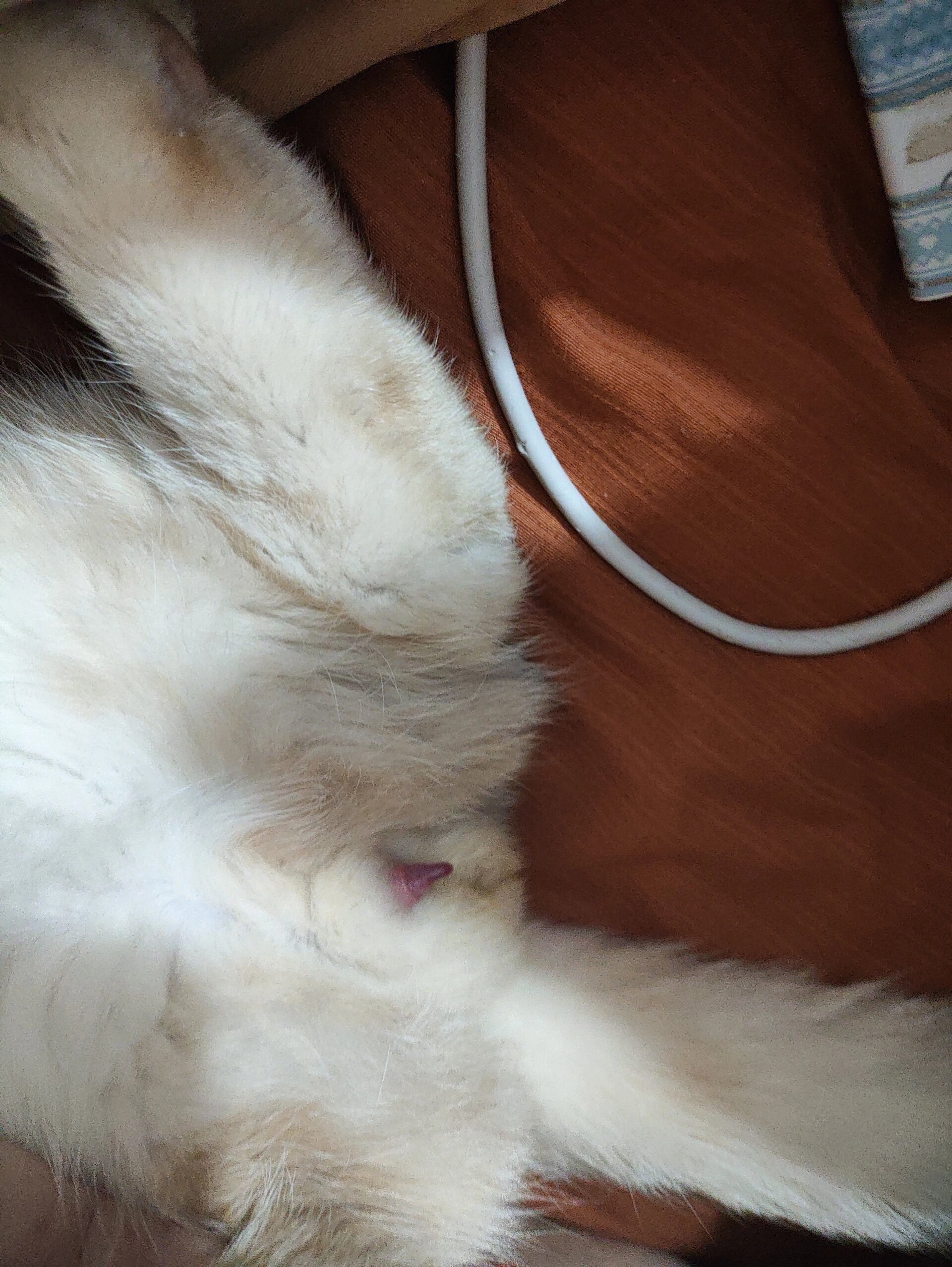 小丁丁上出现白色的块状