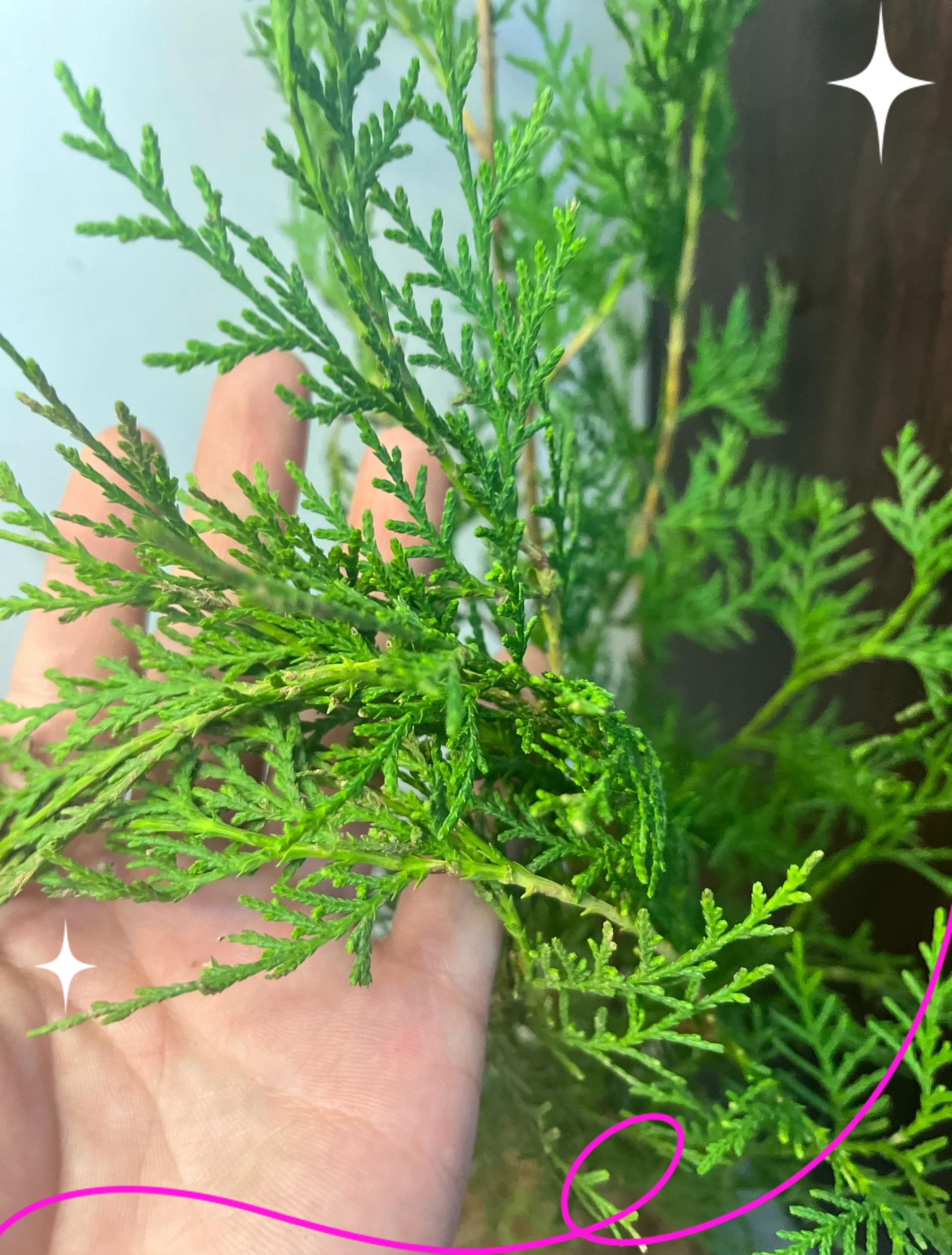 侧柏叶能治白发吗