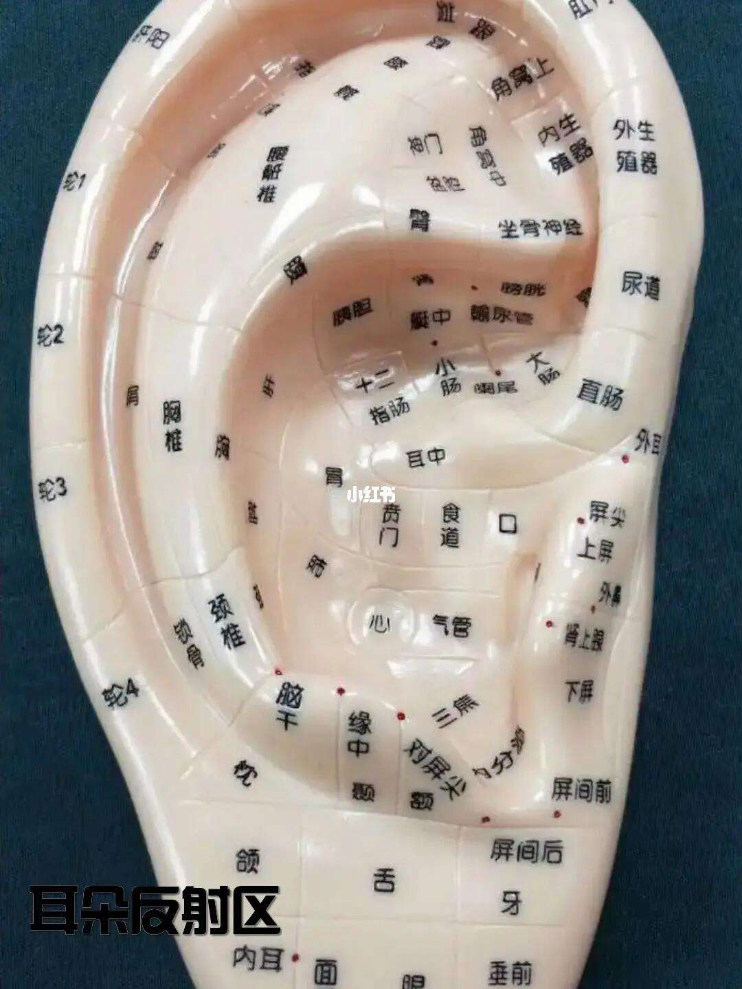 费阳兰