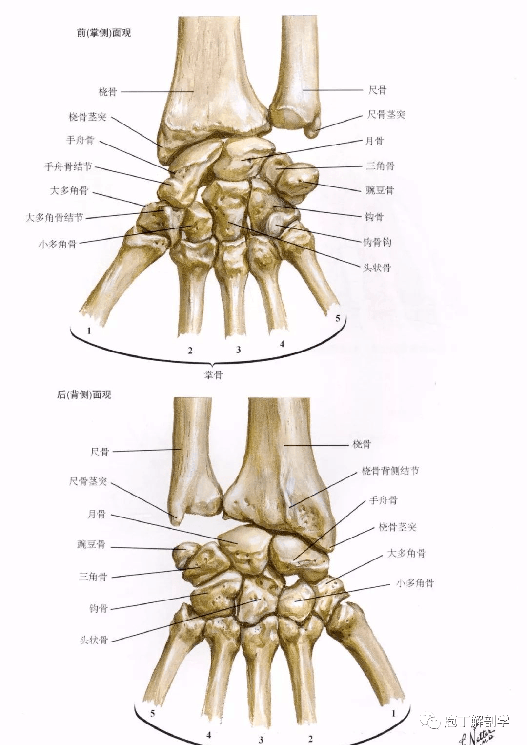 掌指关节组成