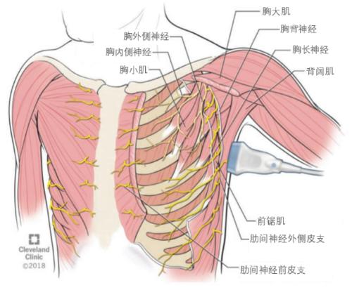 臂丛神经的作用是什么?