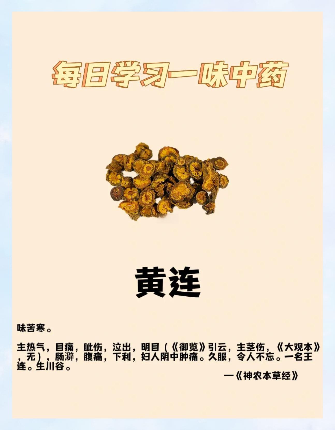 黄连可以泡水喝吗