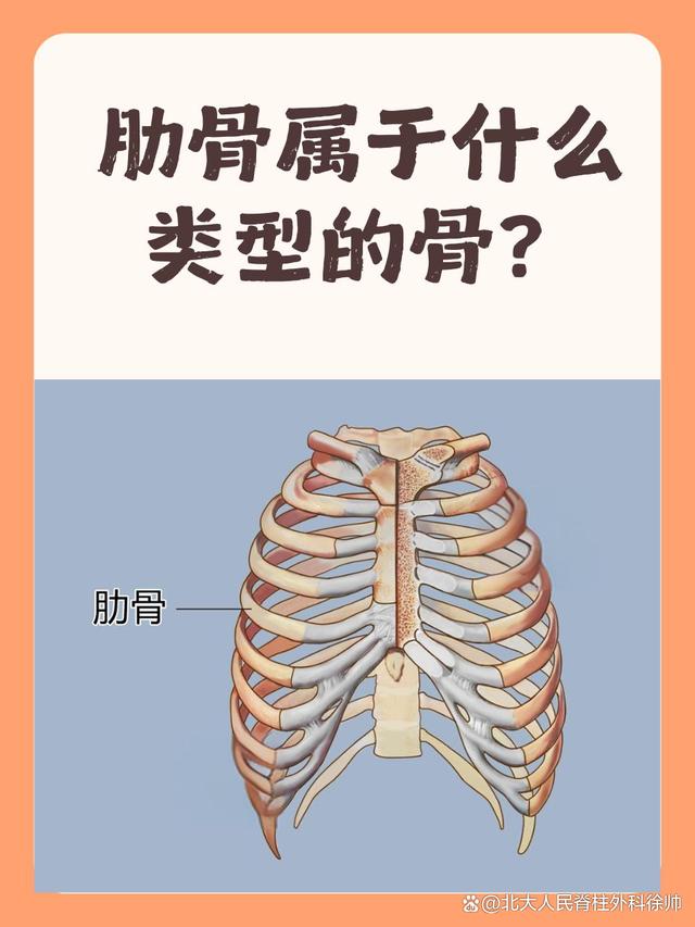 如图所示肋骨是什么位置