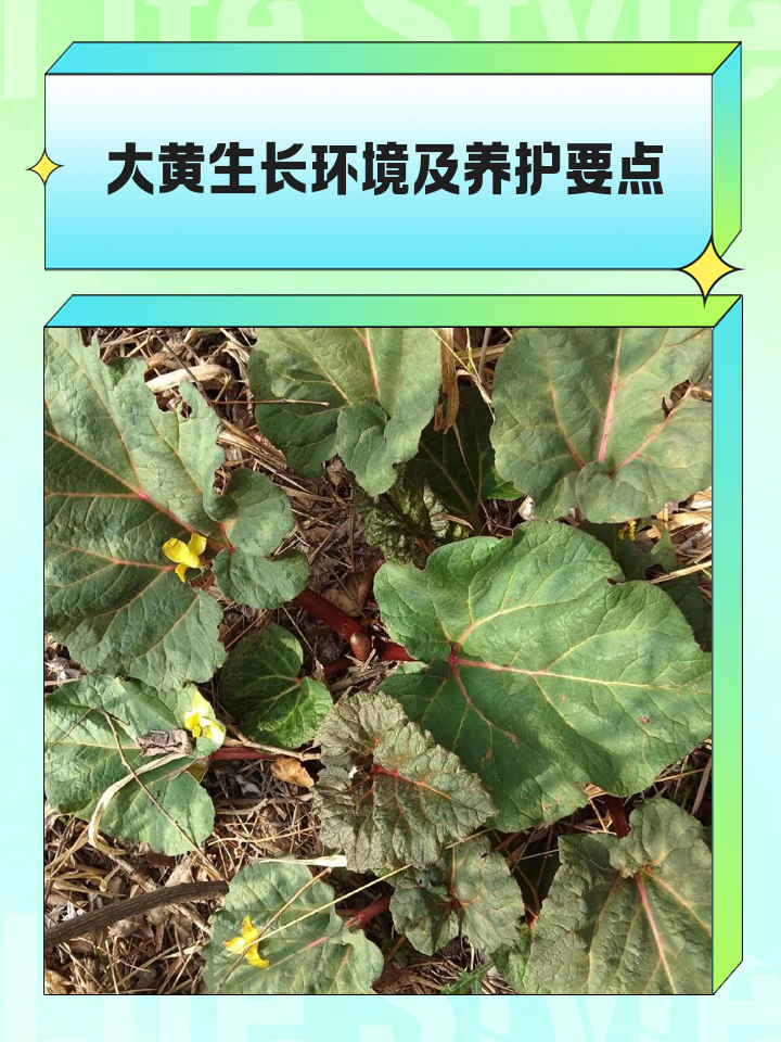 大黄的运用及作用