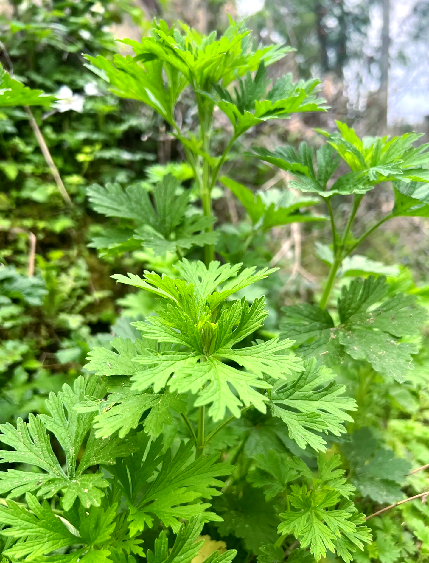 益母草在什么时候服用最好