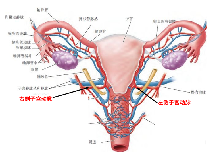正常的子宫形态