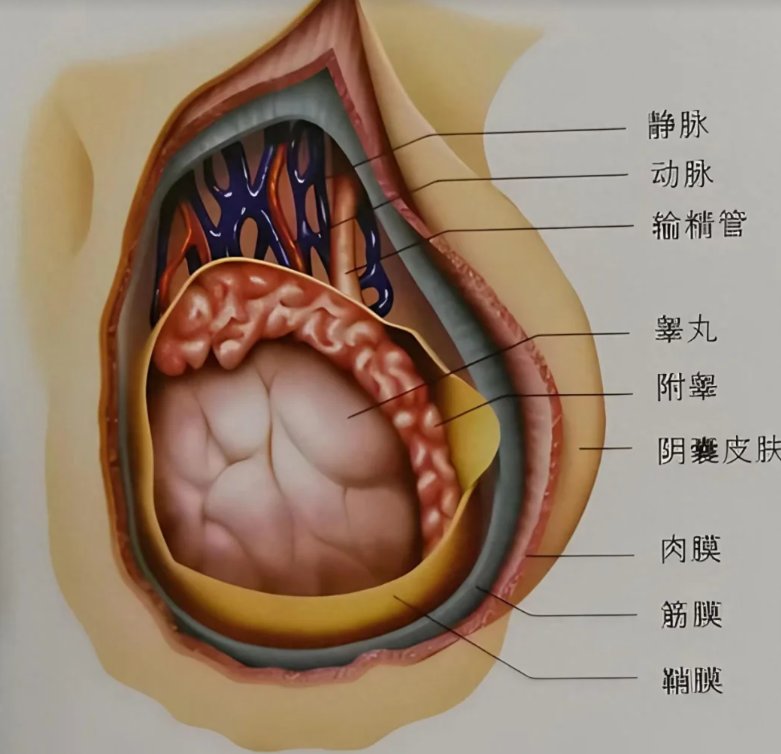 只有一个睾丸会怎样?