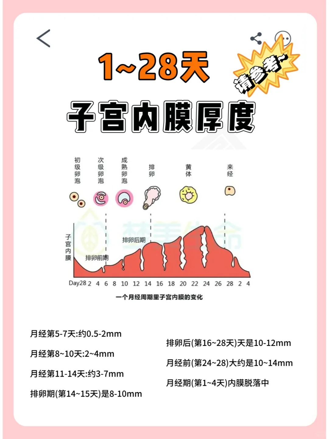 子宫正常大小是多少