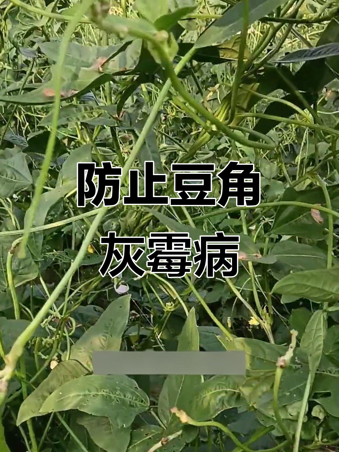 完艳丽