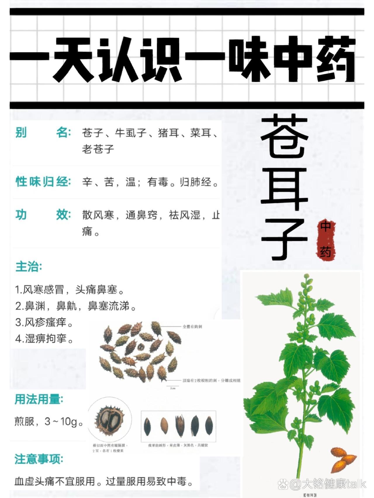 苍耳子的功效与作用