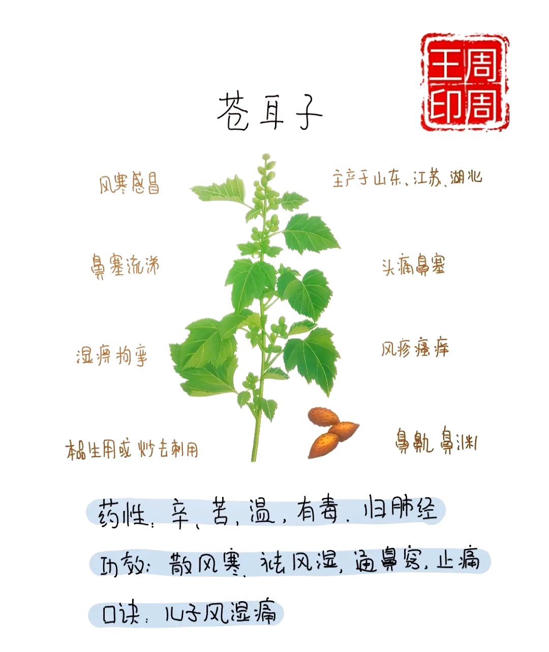 苍耳子的功效与作用