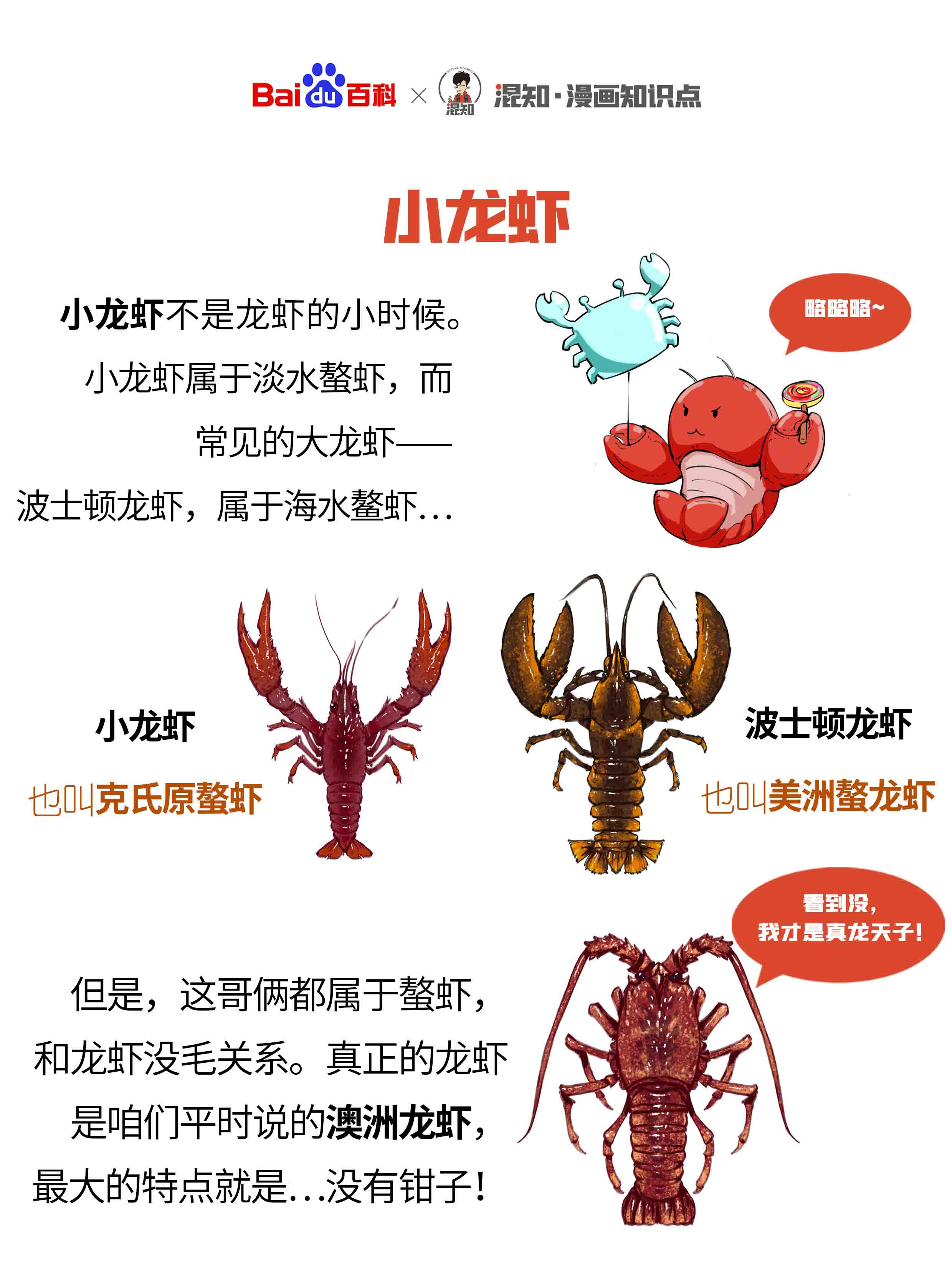 小龙虾的营养价值及功效