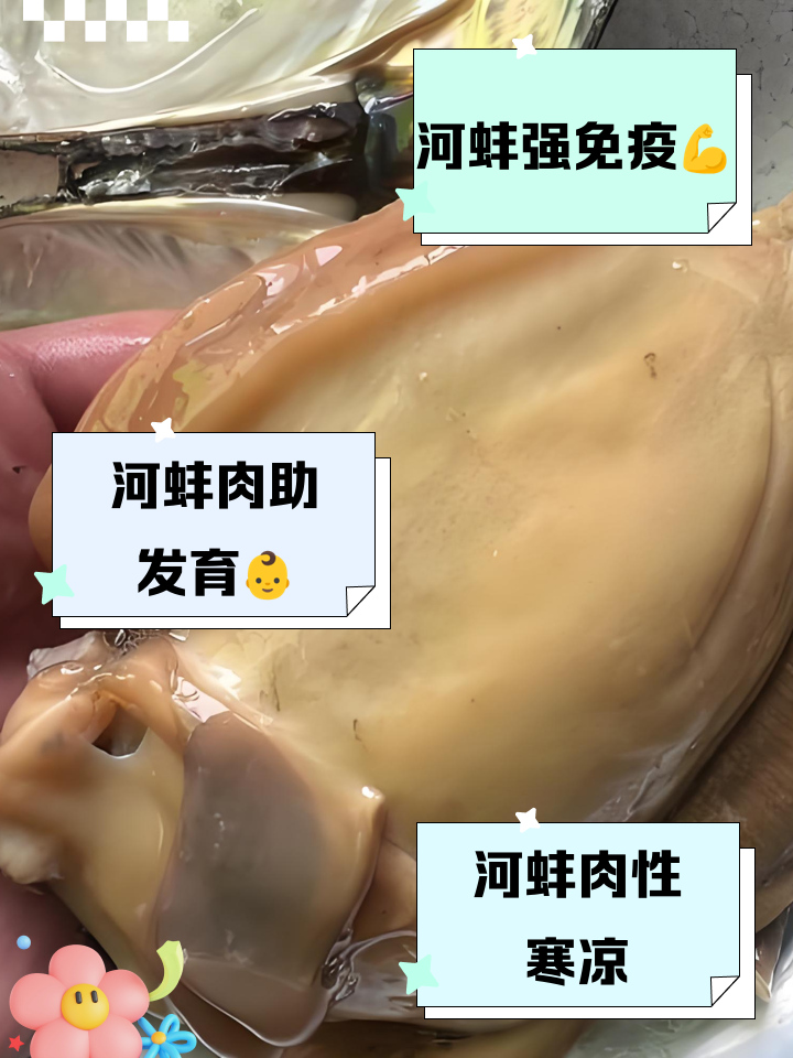 河蚌的营养价值及功效