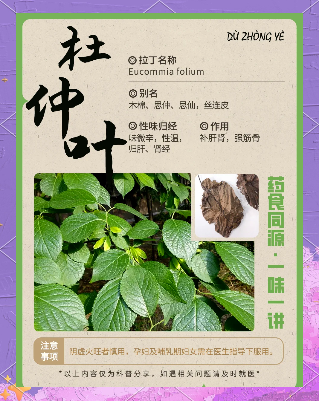 杜仲的功效和用法