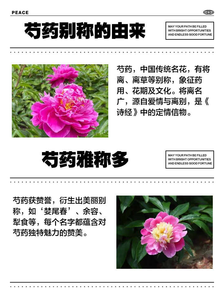 芍药的功效与作用