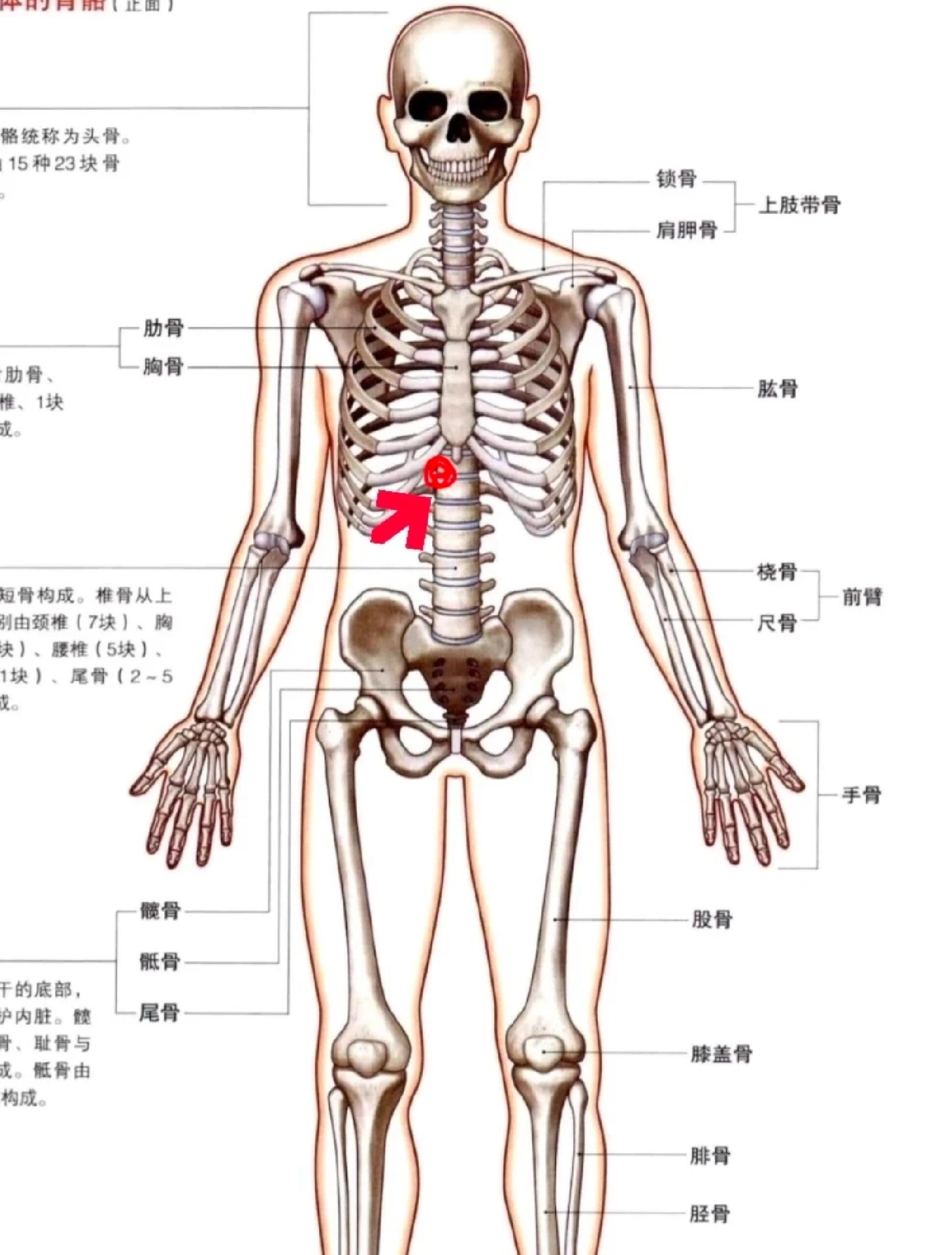 身体左侧肋骨下面疼?