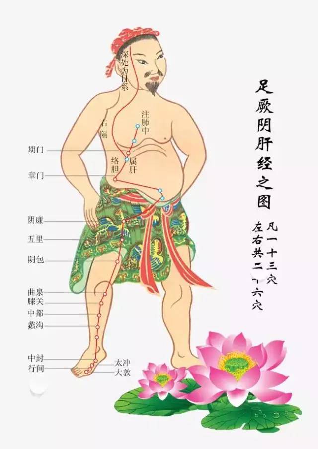 胆经肝经在哪里